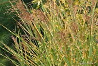 Miscanthus sinensis 'Strictus' - miskant chiński