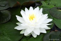 Nymphaea 'Gonnere' - Lilia wodna