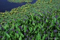 Pontederia cordata 'Blue' - Pontederia sercolistna niebiska