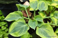 Hosta 'Aristocrat' - Funkia