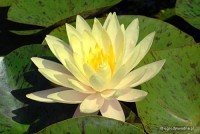 Nymphaea 'Texas Dawn' - Lilia wodna