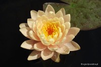 Nymphaea 'Clyde Ikins' - Lilia wodna