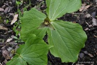 Trillium smalii - trójlist Smala