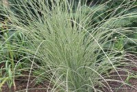 Miscanthus sinensis 'Morning Light' - miskant chiński