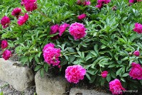 Paeonia lactiflora 'Prof. Wójcicki' - Piwonia chińska