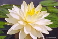 Nymphaea 'Perry's Double Yellow' - Lilia wodna