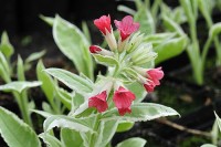 Pulmonaria rubra 'David Ward' - Miodunka