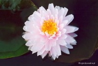 Nymphaea 'Gloire du Temple sur Lot' - Lilia wodna