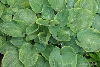 Hosta 'Lady Isobell Barnett' - Funkia