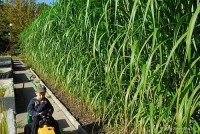 Miscanthus giganteus - Miskant olbrzymi