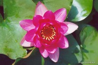 Nymphaea 'Perry's Baby Red' - Lilia wodna