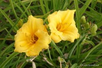 Hemerocallis 'Stella de Oro' - Liliowiec