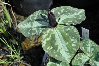Trillium cuneatum - Trójlist klinowaty
