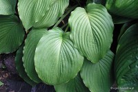 Hosta 'Elata' - Funkia