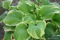 Hosta 'Fragrant Bouquet' - Funkia