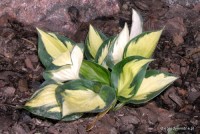 Hosta 'Lakeside Cupcake' - Funkia