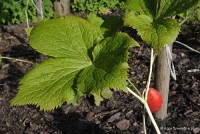Podophyllum hexandrum (syn. P. emodii) - Stopowiec himalajski