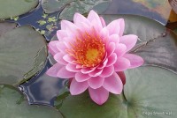 Nymphaea 'Mayla' - Lilia wodna