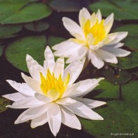 Nymphaea 'Hal Miller' - Lilia wodna