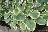 Hosta 'El Capitan' - Funkia