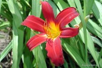 Hemerocallis 'Mabel Fuller'- Liliowiec
