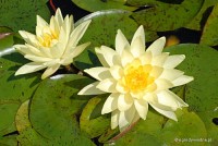 Nymphaea 'Joey Tomocik' - Lilia wodna