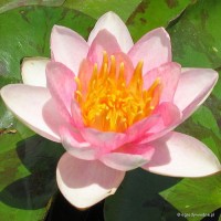 Nymphaea 'Shady Lady' - Lilia wodna