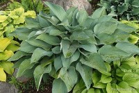 Hosta 'Krossa Regal' - Funkia