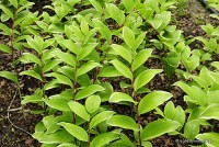 Polygonatum falcatum 'Variegatum' - Kokoryczka sierpowata pstrolistna