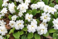Primula vulgaris 'Dawn Ansell' - Pierwiosnek zwyczajny