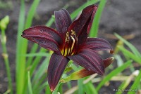 Hemerocallis 'Black Emanuelle - liliowiec