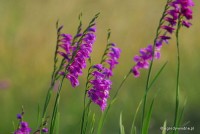 Gladiolus imbricatus - Mieczyk dachówkowaty