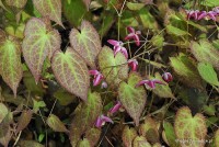 Epimedium rubrum - Epimedium czerwone