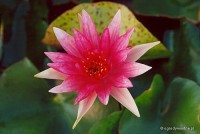 Nymphaea 'Red Spider' - Lilia wodna