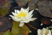 Nymphaea 'Pygmea Helvola' - Lilia wodna
