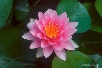 Nymphaea 'Hollandia' - lilia wodna
