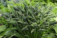 Hosta 'Praying Hands' - Funkia