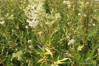 Filipendula ulmaria 'Variegata'	- Wiązówka błotna
