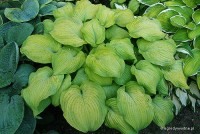 Hosta 'Lakeside Symphony' - Funkia