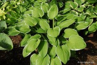 Hosta 'Crowned Imperial' - Funkia