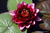 Nymphaea 'Almost Black' - Lilia wodna
