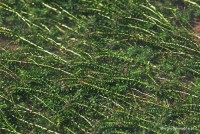 Elodea canadensis - Moczarka kanadyjska