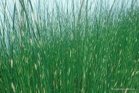 Scirpus tabernaemontanii 'Zebrinus' - Oczeret tabernamontana