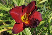 Hemerocallis 'Chicago Bronze' - Liliowiec
