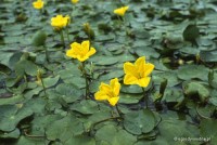 Nymphoides peltata - Grzybieńczyk