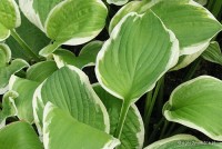 Hosta 'Shade Fanfare' - Funkia