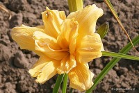 Hemerocallis 'Złota Laguna' - liliowiec