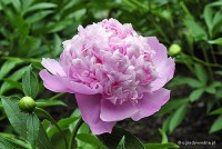 Paeonia lactiflora 'Therese' - Piwonia chińska 