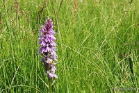 Dactylorhiza majalis - Kukułka szerokolistna