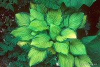 Hosta 'Gold Standard' - Funkia